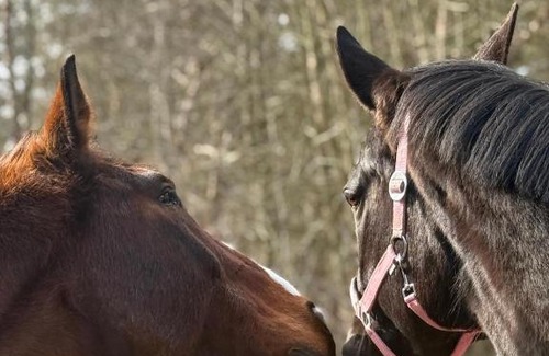 Selmsdorf Other | Mongolische Jurte auf Landhof inmitten der Natur bei Lübeck