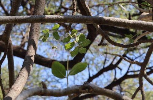 Mashonaland West Other | Mongwe Safari Camp