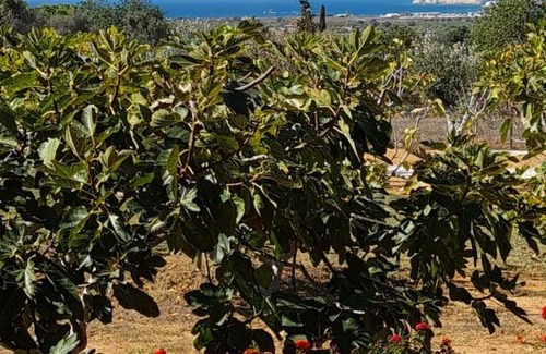 Albufeira Bed & Breakfast | Monte da Saudade