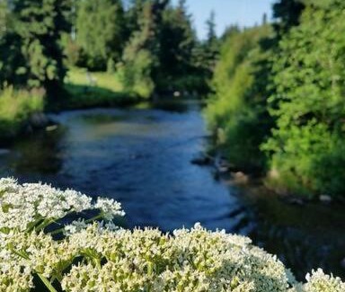 Sand Lake Apartment | Moose Meadows- Near the airport, centrally located