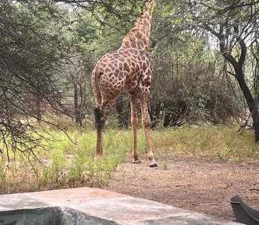 Marloth Park House | Mopani Villa