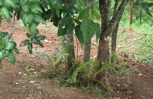 Mannarkkad Cabin | Mountain Cabin @ Spirit of the wild, Attapadi.