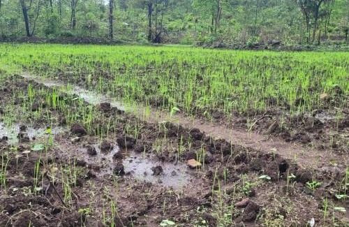 Murbad Other | Mrittika Farms