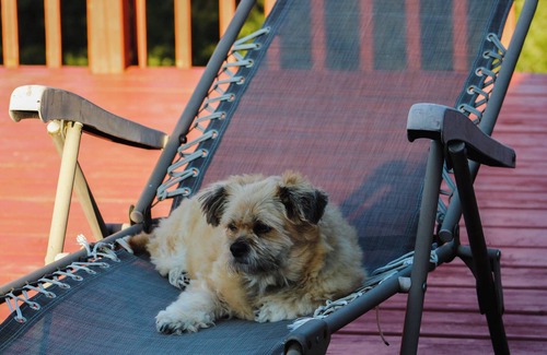 Pouch Cove House | Murray House Vacation Home: Pet friendly, mature trees, near the ocean & coast