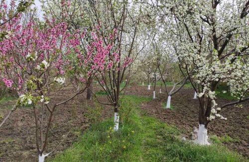 Didi Ateni House | Mzia's Garden