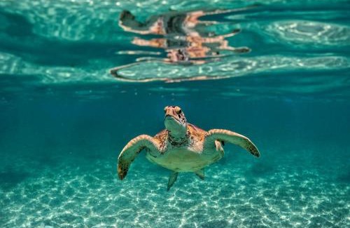 Akumal Other | Nado con tortugas marinas en akumal