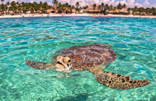 Akumal Other | Nado con tortugas marinas en akumal