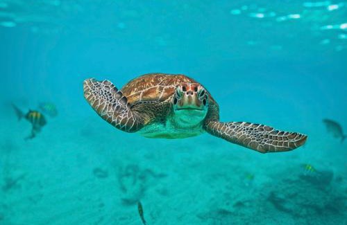Akumal Other | Nado con tortugas marinas en akumal