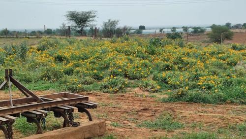 Village Hokra Other | NARAYANA'S abode