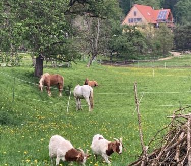 Immendingen Apartment | Natur Idylle mit Tieren in der Dachsmühle zwischen Bodensee und Schwarzwald