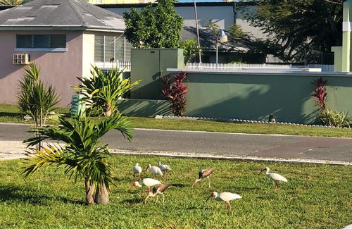 Westward Villas Subdivision Apartment | NEW - Cosy Island Style Boho-Chic Seagrape Studio