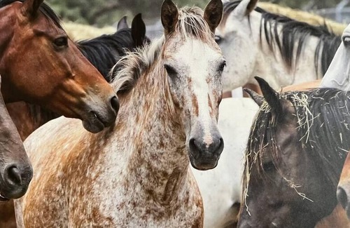 Cecil Apartment | “New”River Chase Wild horses.
