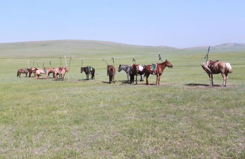 Tov House | Nomad Horse Camp