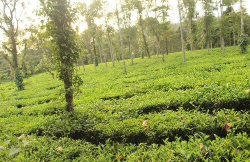 Elappara Villa | Oakwood Oasis Home Stay, Vagamon