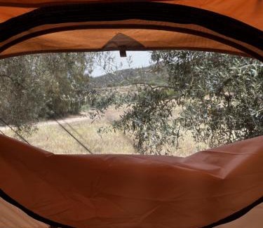 Quartu Sant'Elena Other | Olive Tent - In Our Garden