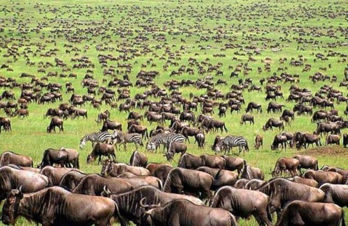 Narok RV Rental | oloiren safari camp Tent