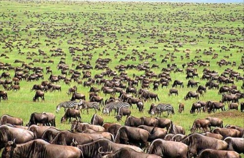 Narok Cottage | Oloiren Safari Cottage 6