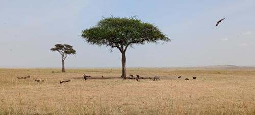 Maasai Mara House | Oltukai Maasai Mara