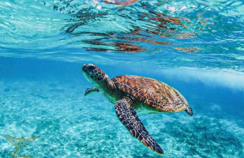 Seeb Boat Rental | Oman daymaniyat island tour