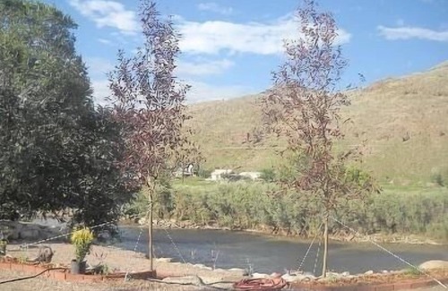 Salida House | On River in Town! Kayak/Raft from Back Door Great Location!