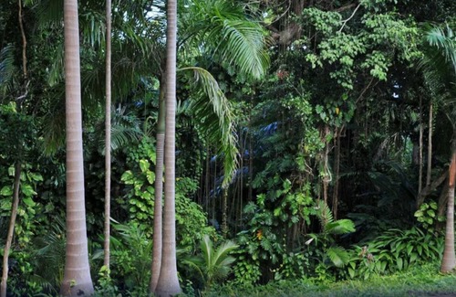 Port Antonio Villa | One Bedroom Garden View Villa, Frenchman's Cove Resort