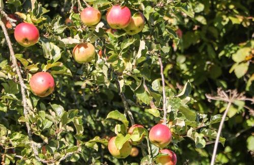 Calwich House | Orchard Cottage