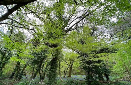 Etchinghill House | Orchard Cottage - Kent