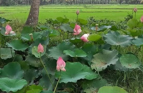 Varkala Resort | Paddy Farm Beach Resort