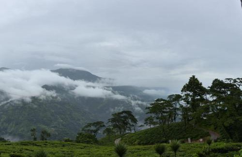 Darjeeling House | Pailang Tea Garden Homestay