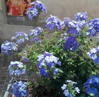 Sassoferrato House | Palazzetto Bentivoglio