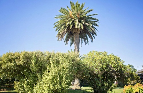 Parkvale Cottage | Palm Tree Cottage in Rural Havelock North