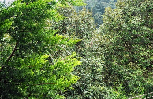 Bhimtal Villa | Park Valley by Ebony Stays – Spacious 6BHK Villa in Bhimtal with Garden Views
