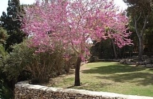 Wardija Cottage | Peaceful location in Wardija near St Pauls Bay- Large Pool and Extensive Gardens