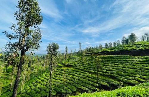 Vayittiri Villa | PEARL HUT home stay vythiri Wayanad