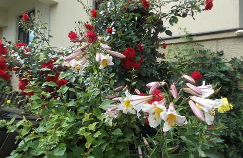 Plauen House | Pension Vogtländer