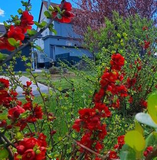 Ghimbav House | Pensiunea Diamant