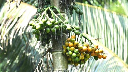 Kothamangalam Villa | Pepper Nut Homestay