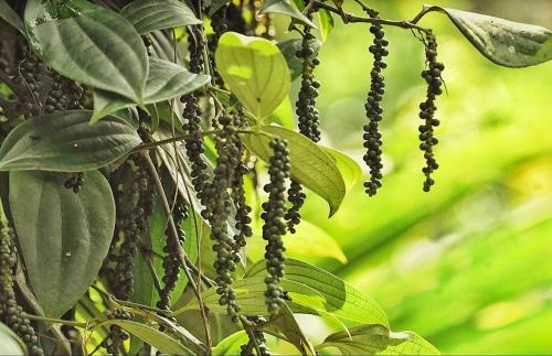 Kothamangalam Villa | Pepper Nut Homestay