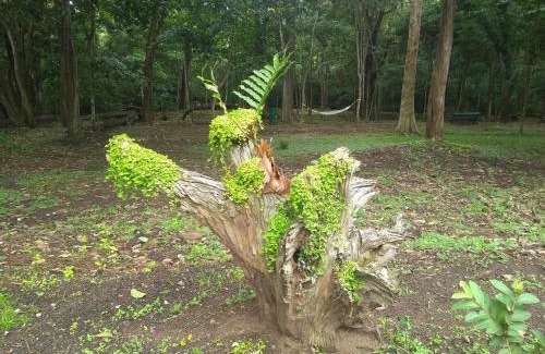 Thekkady Resort | Periyar House