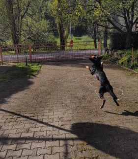 Teslic Apartment | Pet oaza Banja Vrućica