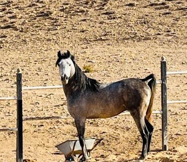 Wadi Musa Bed & Breakfast | Petra Royal Ranch