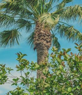 Faro Bed & Breakfast | Pine House - Faro Airport, Beach and City Center