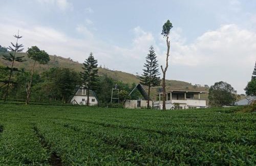 Elappara House | Pine Trees Home Holidays
