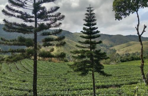 Elappara House | Pine Trees Home Holidays