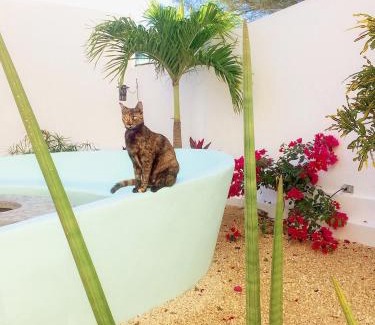 Celestun House | Playa 55 beach escape - adults only Guesthouse
