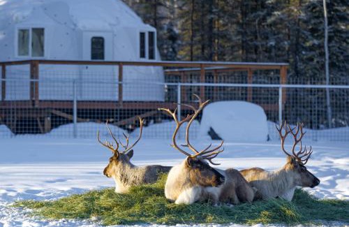 Pleasant Valley Villa | Pleasant Acres Reindeer Ranch