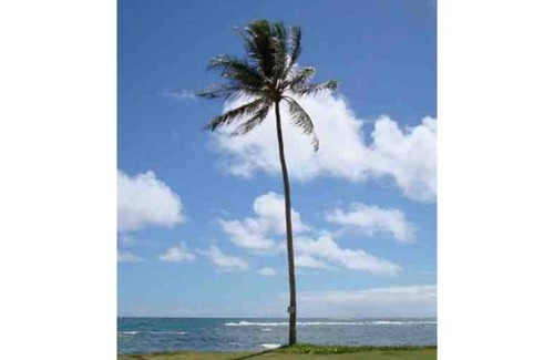 Hauula House | Plumeria North Shore Fun! AC, Kayak, Surfboards!