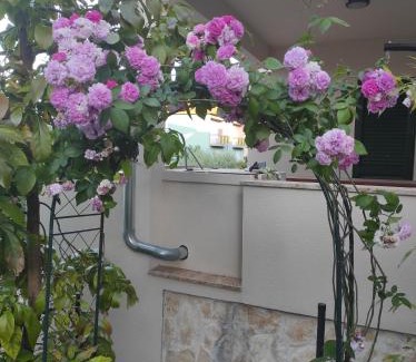 Preko House | Podvršina1A Rosa