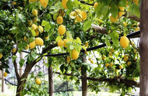 Pontone House | Poggio Angelarosa: Lemon Garden Stay&Relax