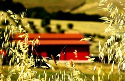 Scansano House | Poggio la Luna - La casa nel vigneto